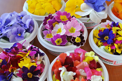DEIBLE FLOWER JAPAN