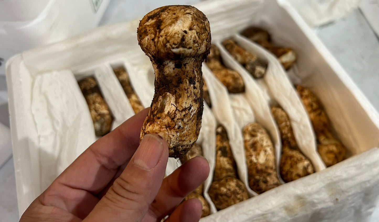 松茸 MATSUTAKE WILD ORGANIC