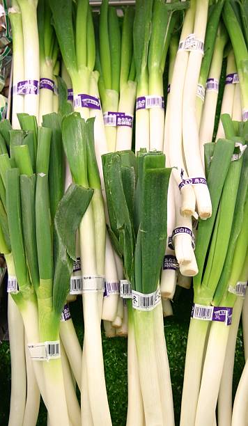 Leek Tokyo-Negi 東京ネギ 0.5lb