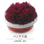 EDIBLE FLOWER JAPAN